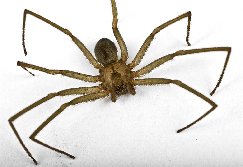 棕色遁蛛(Brown recluse spider)身長約6-20公釐之間，毒性強，被咬傷者很快就會出現紅斑。（圖/shutterstock）