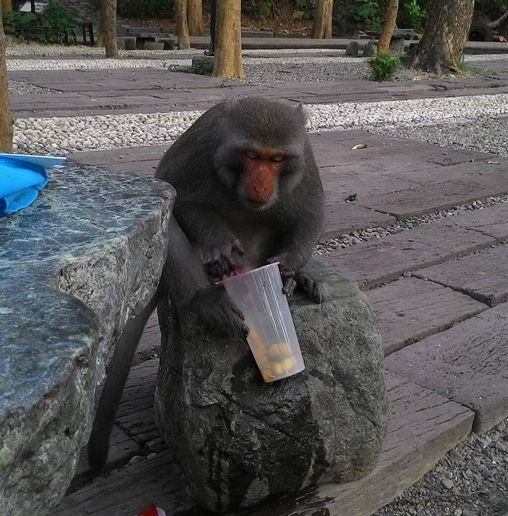 一名網友在留言區PO出猴子翻她飲料裡的水果吃。(翻攝自 我是高雄人)