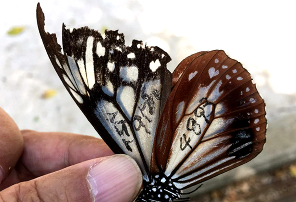 日本富山青斑蝶，因飛行導致翅膀破碎（圖／翻攝自北日本新聞網頁webun.jp）

