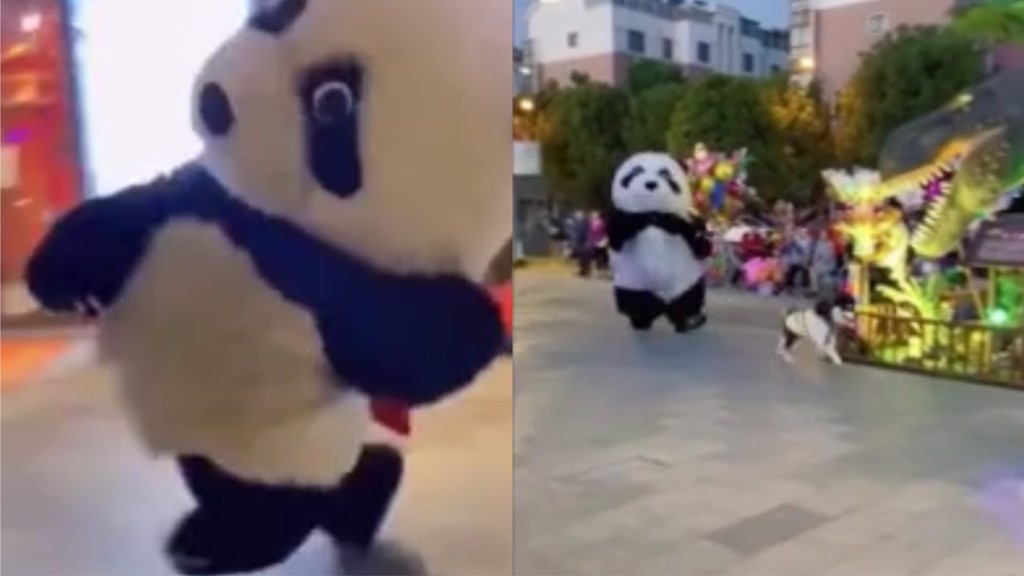 精神煥發的哈士奇在拖著熊貓以超高速度猛烈衝刺 (圖/翻攝自《ViralPress》)