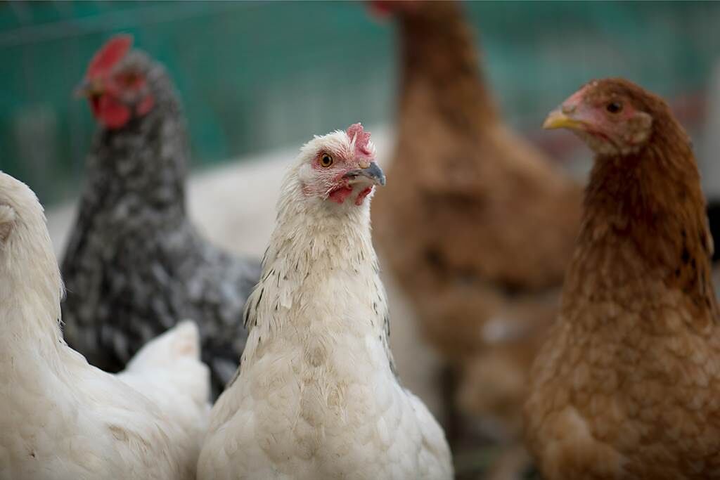 印度雞農發現養殖場裡的63隻雞集體暴斃，推斷牠們應該是被婚禮隊伍發出的噪音嚇死。(示意圖/達志影像)