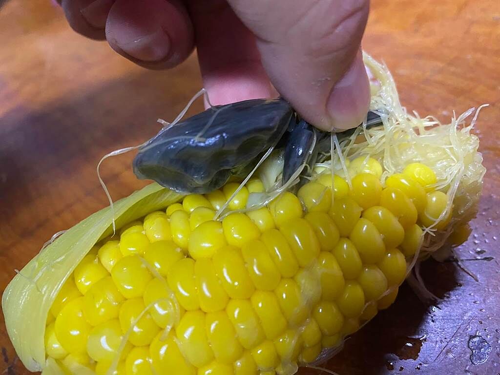 民眾水煮玉米驚見黑色物體，內行網友認證是頂級美食。（圖／翻攝臉書花蓮同鄉會）