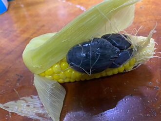 水煮玉米驚見黑色物體 沒想到竟是「松露級美食」