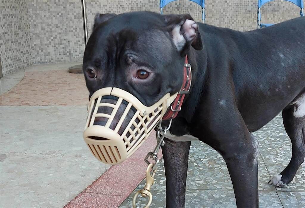 比特犬被農委會列為兇猛犬隻，出入公共場合時需由成年人伴同，以1.5公尺以內練繩牽引，並須戴上口罩。 （高雄市動保處提供／林雅惠傳真）