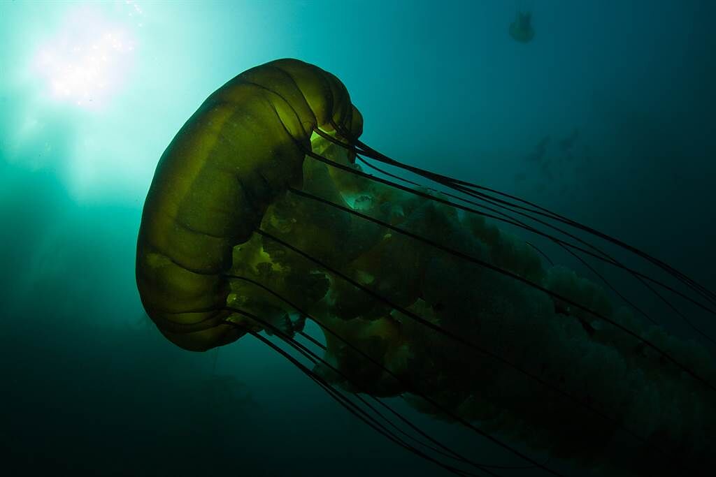 美國研究團隊意外在水深975公尺處發現罕見的冥河水母。(示意圖非冥河水母/達志影像)