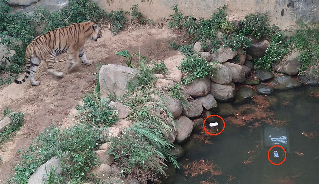 網友PO出照片表示，新竹市立動物園孟加拉老虎籠內的水池，有2隻童鞋，眾人見這一幕嚇傻。(圖/截自臉書新竹爆廢公社)
