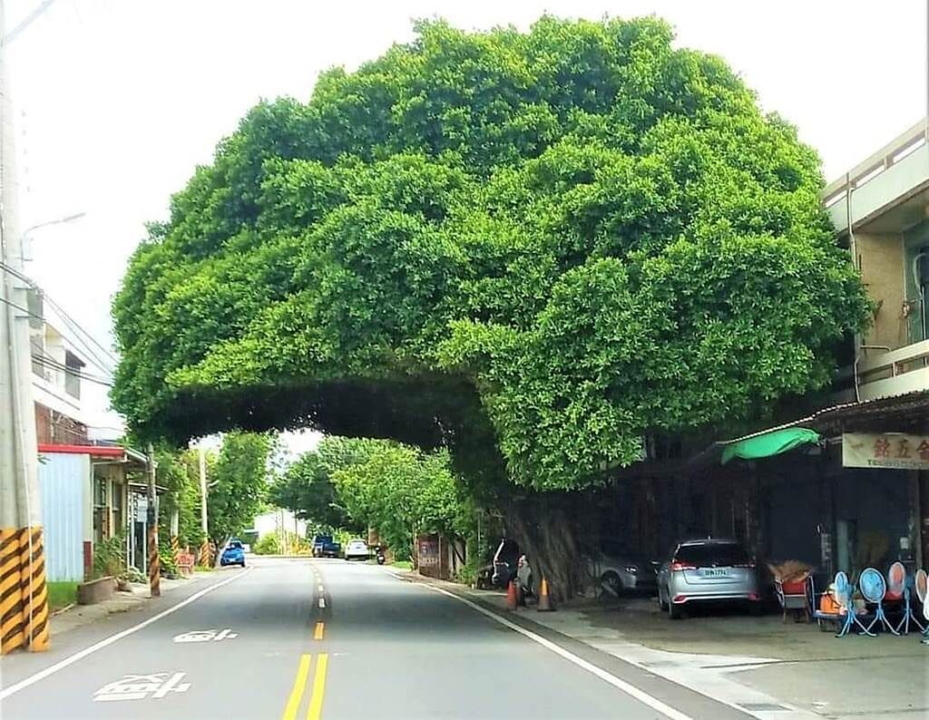 彰化埔鹽員鹿路旁有一棵造型神似「安全帽」的榕樹。(圖/翻攝自爆廢公社)