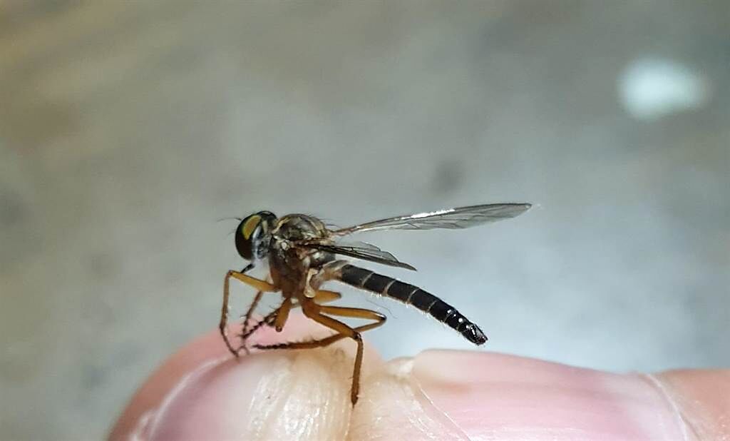 一名網友近日在家中發現一隻長相特別的怪蟲，牠擁有蒼蠅眼、蟑螂腳、蜻蜓翅膀與蚊子的嘴巴。（圖／翻攝自爆廢公社）