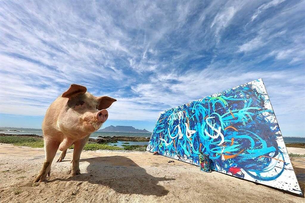 南非「豬卡索」擁有繪畫天賦，作品《狂野與自由》以73.5萬價格售出。(圖/翻攝自Instagram/@pigcassohoghero)