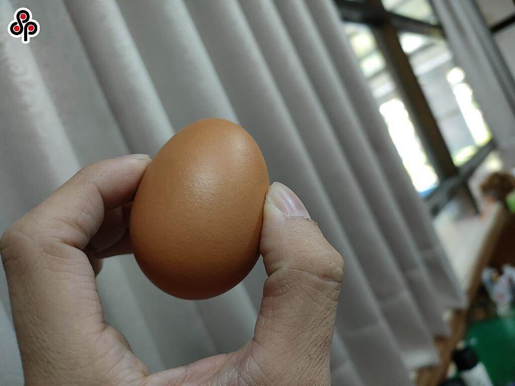 農委會規定明年1月1日起，將實施雞蛋噴印溯源標示政策，洗選鮮蛋在流通、販賣前，需於「台灣雞蛋噴印溯源管理系統」登錄。（報系資料照）