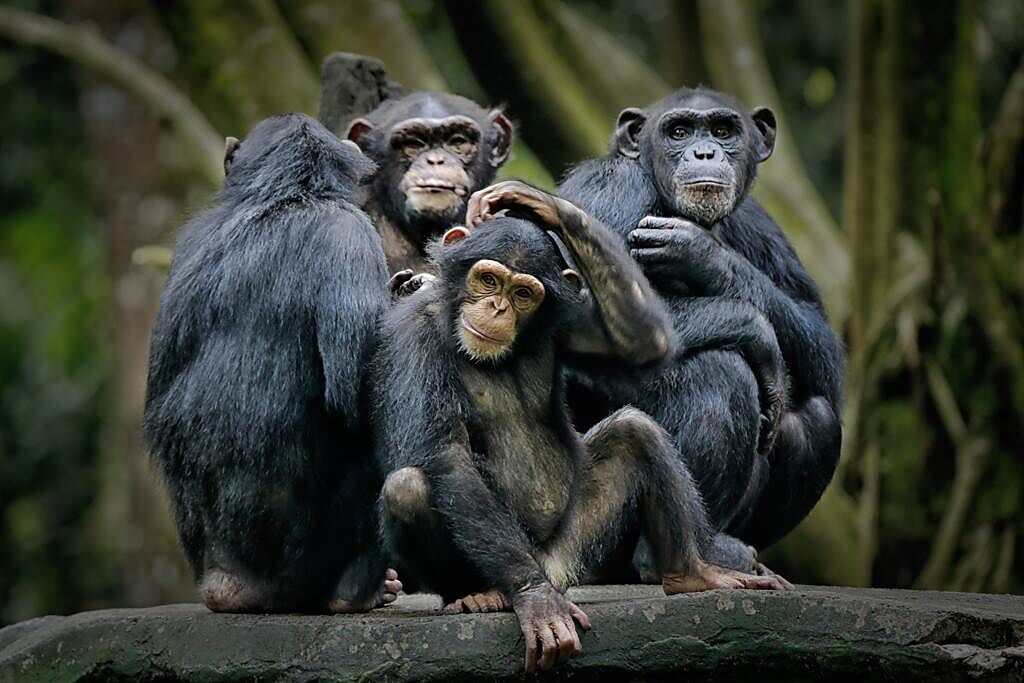 黑猩猩巴蘭被人類養大，不懂群體社會生活，獸醫擔心恐影響牠健康，因此安排牠回到棲息地生活，沒想到沒幾個月就被同類打死。(示意圖/達志影像)