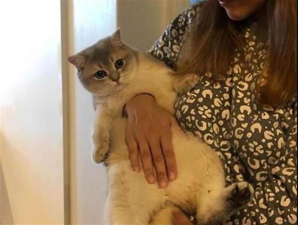 一名網友在網路分享愛貓合照，只見牠彷彿被穿心，讓不少人直呼不可思議。(圖翻攝自/Reddit)