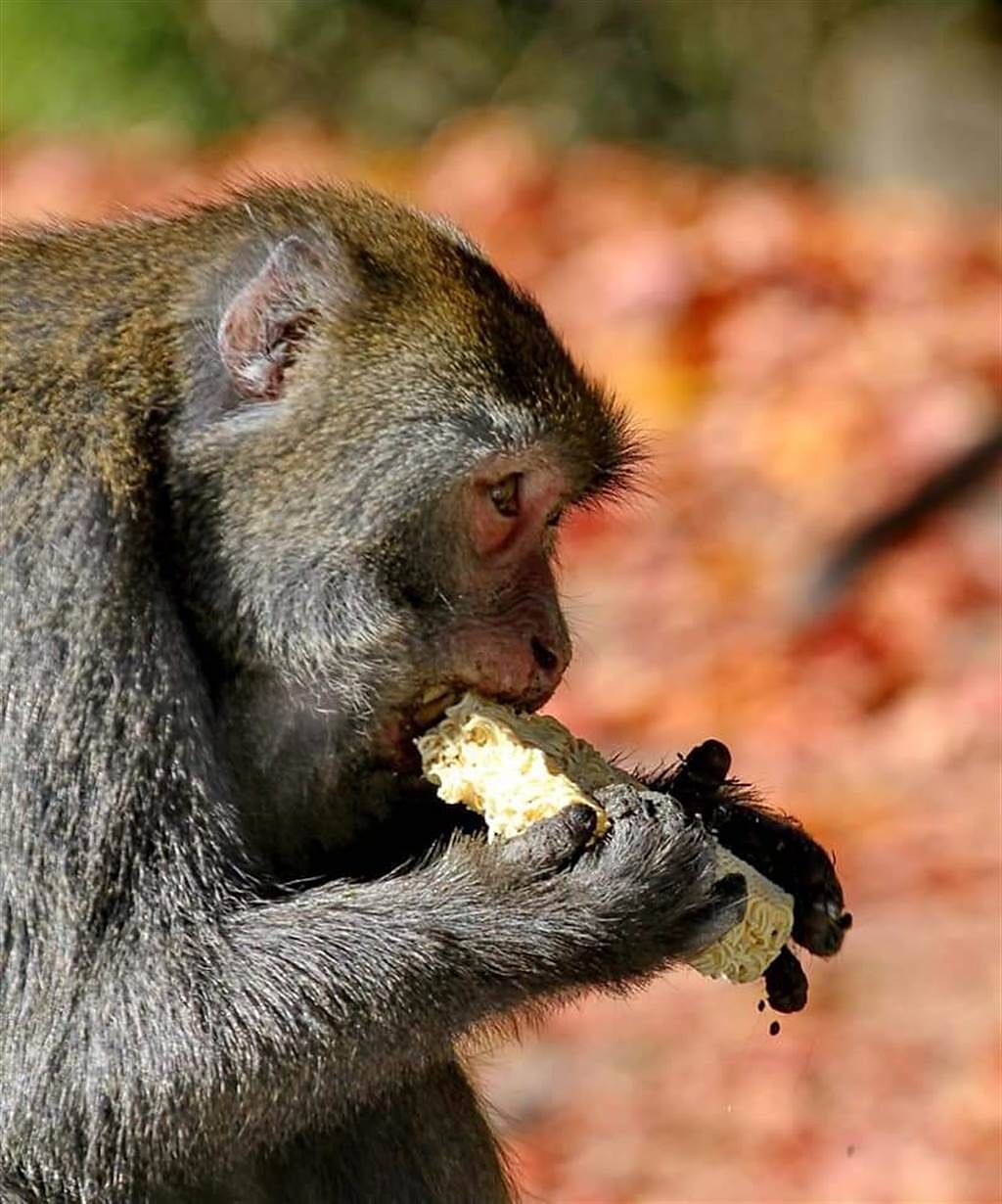 塔塔加猴群搶食遊客行為加劇，甚至有猴子搶走泡麵，當場撕開包裝啃食。(圖／玉管處提供、吳建輝翻攝)