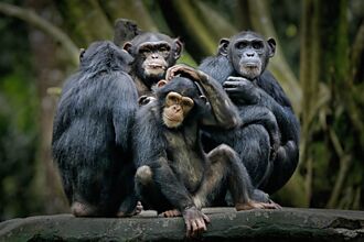 黑猩猩被人類養大 野放竟遭同類活活打死