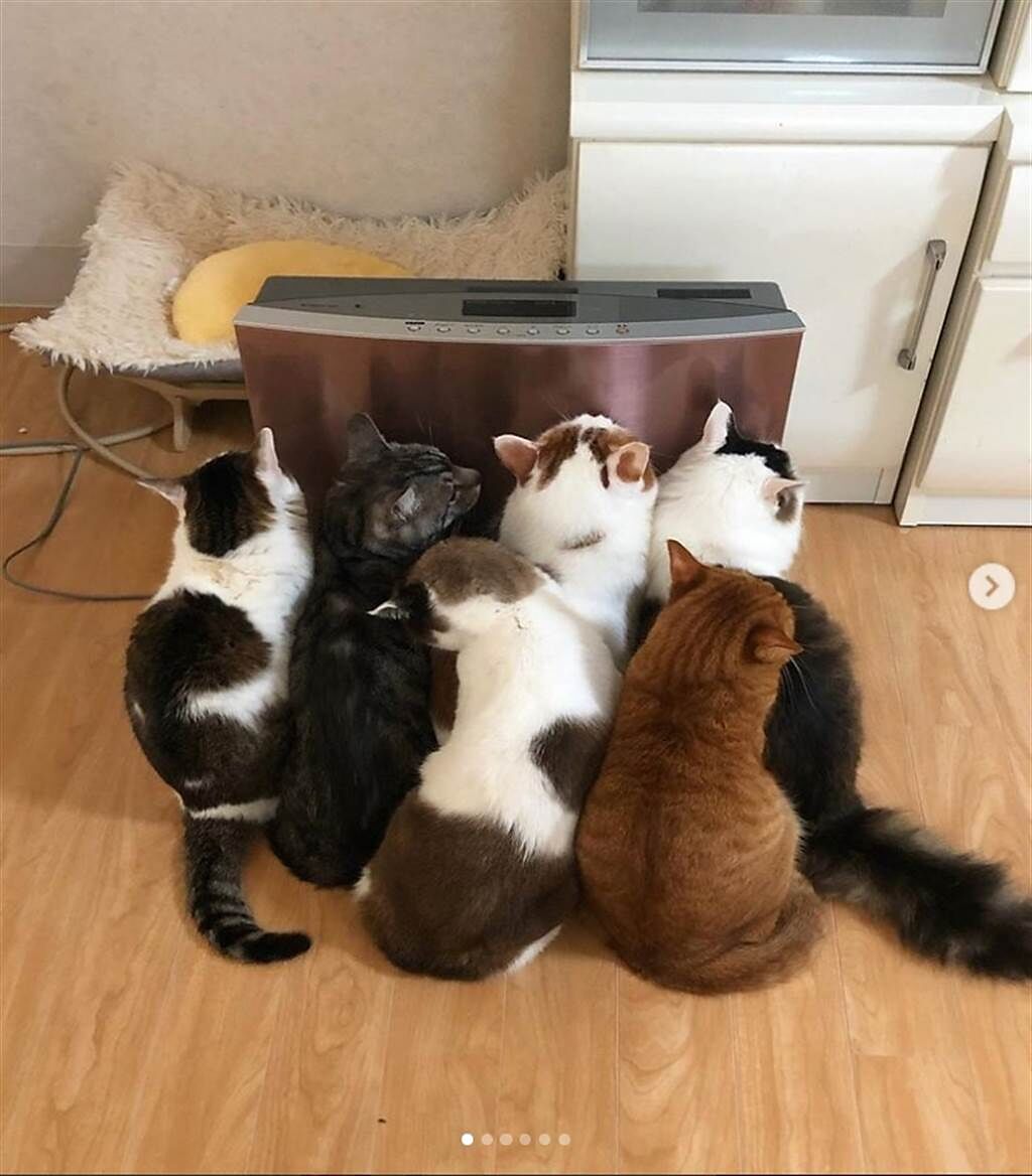 日本一名飼主打開電暖器後，家中六隻貓立刻衝上前取暖，在機器前擠成一團，讓網友都笑翻。(圖／instagram@kibimomo)