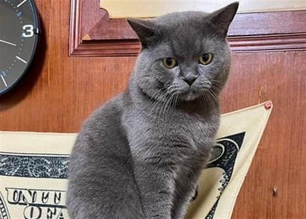 嘉義一名飼主發現自家飼養的藍貓走失，急著在臉書PO文，表示若有人找到貓，願意支付懸賞獎金50萬。(圖翻攝自臉書/嘉義綠豆大小事）