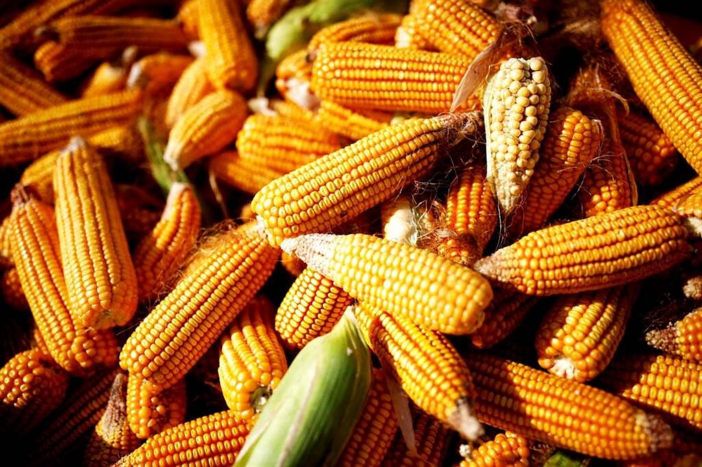 CNN指出，2022年物價仍將持續上揚，包括玉米、可可粉、糖等3大民生食品的價格仍將上漲。（資料照／路透社）