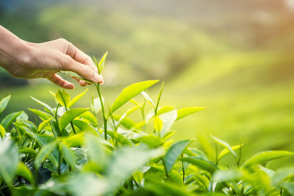 吉林茶園堅持手採一心兩葉。　圖：Shutterstock／來源