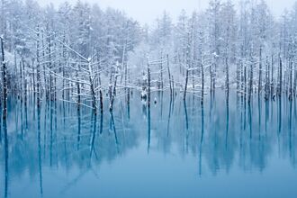 冬季限定奇景！來北海道青池感受魔幻美瑛藍