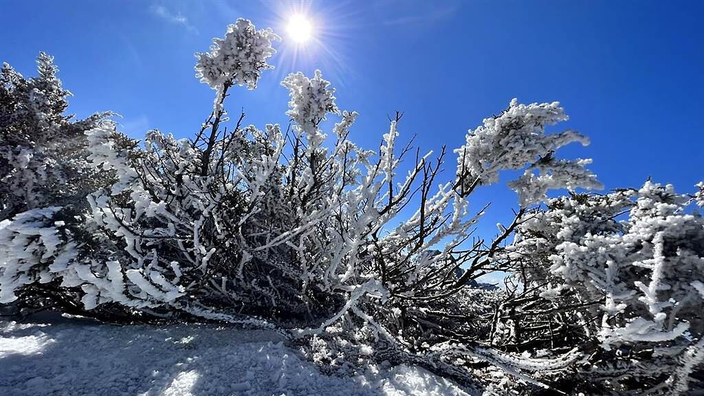 玉山植物被白雪覆蓋，但天氣大致晴朗。（玉山氣象站提供）
