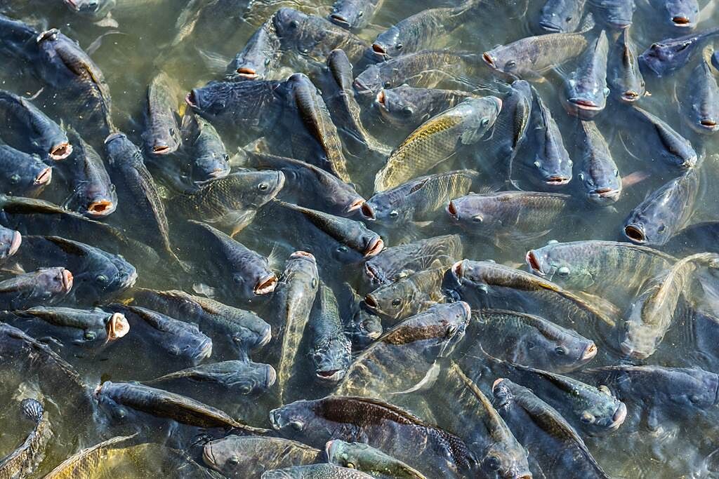 有日本網友在多摩川看見「大量魚隻群聚」的詭異畫面。(示意圖/達志影像)