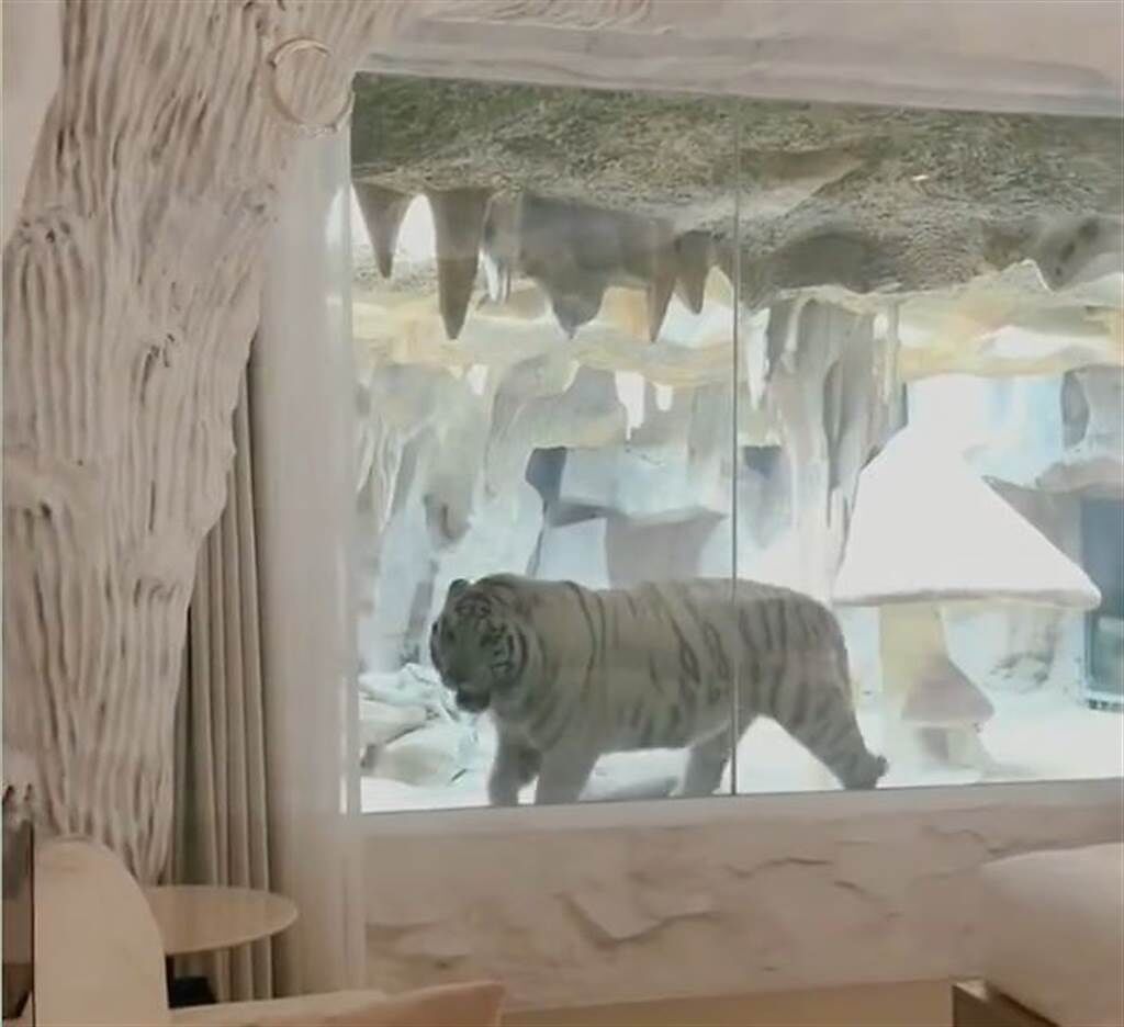 大陸一間動物園飯店推出「虎景房」，有些網友認為是虐待動物，有的人則表示，「像是睡在便當盒裡」。(圖翻攝自微博/中國新聞周刊)