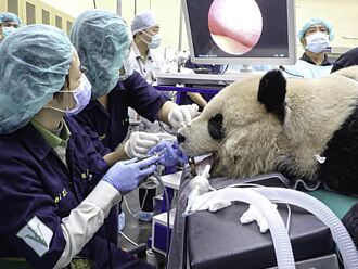 大貓熊「團團」流鼻血 驚動木柵動物園急救援
