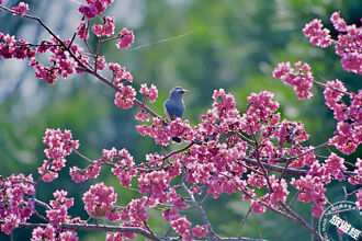 八仙山櫻花季 櫻花約花開八成，追櫻賞鳥「趣」