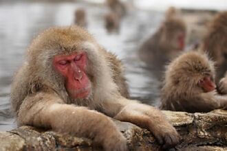 猴子也愛泡溫泉！長野野生獼猴的泡湯勝地「地獄谷野猿公苑」