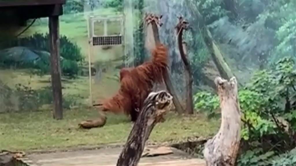 一名女網友表示，到新竹動物園遊玩，竟看到一隻紅毛猩猩兩度霸凌山羌。（圖／翻攝自Dcard）
