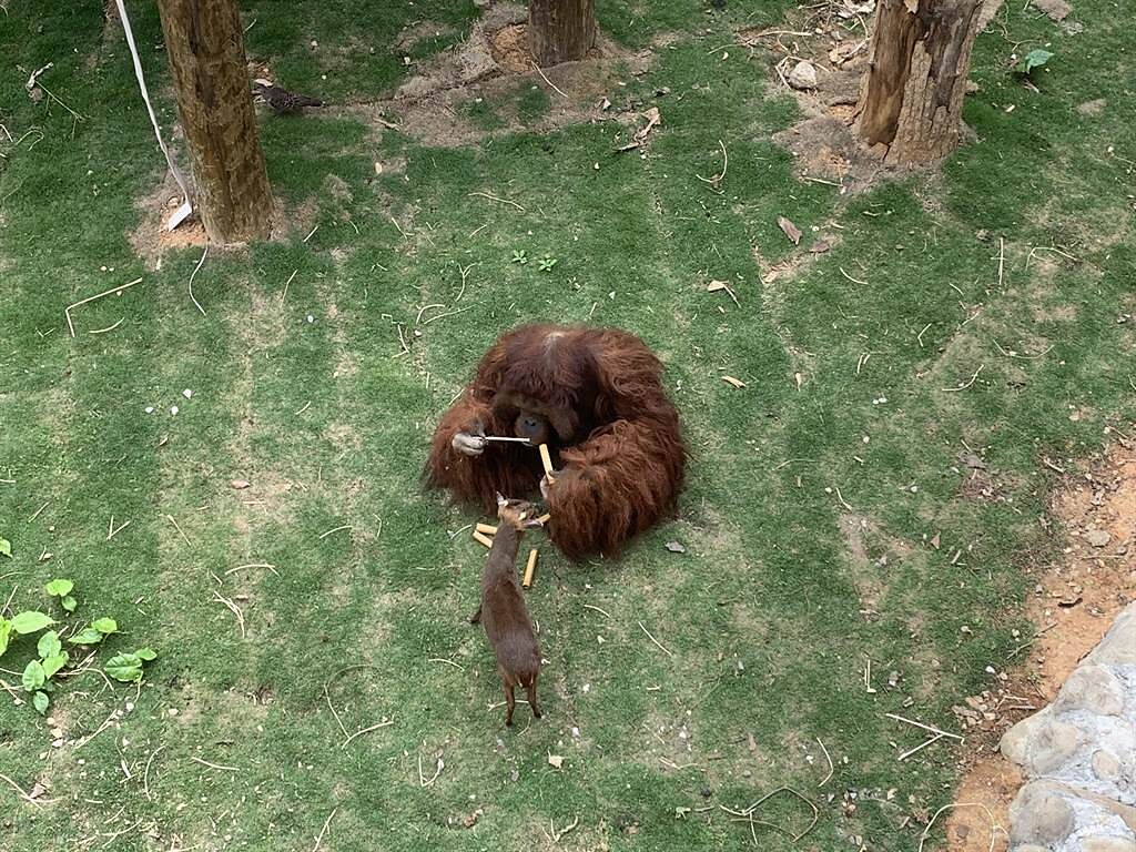 新竹市立動物園發生紅毛猩猩欺侮同居小山羌事件，嚇壞目睹民眾，新竹市府表示兩者也曾和睦相處過。（新竹市府提供／邱立雅竹市傳真）