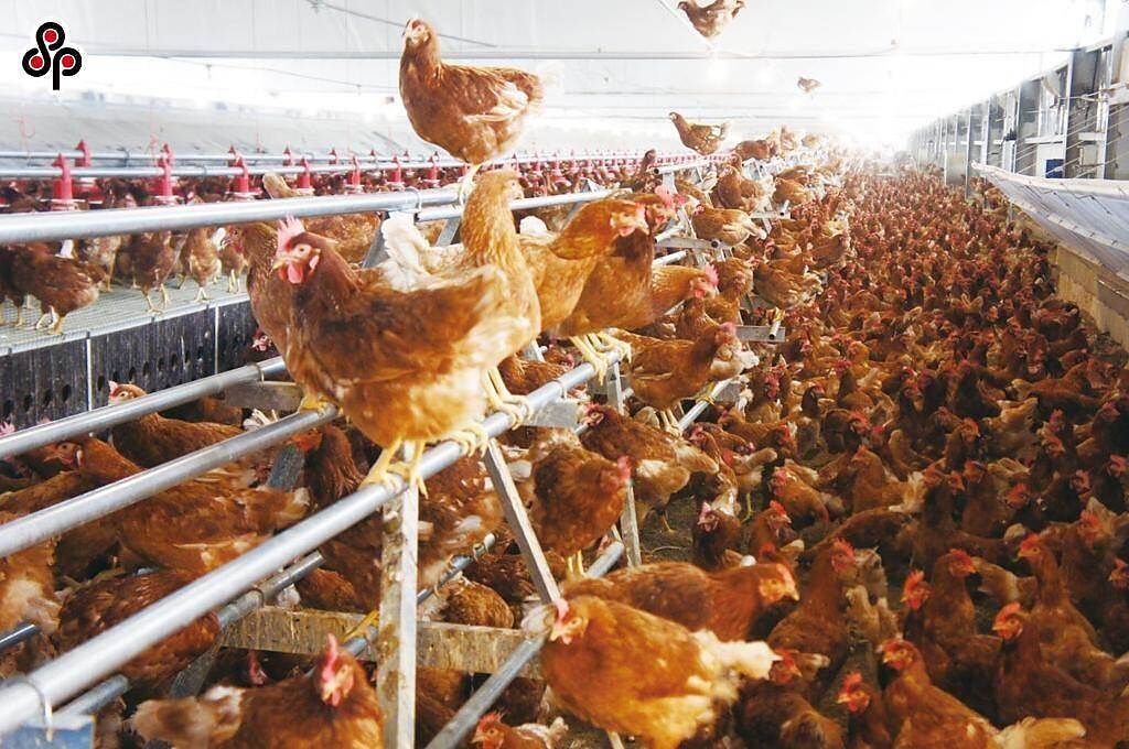 陳玉敏說，不友善的飼養環境讓禽流感與禽畜疫病增加，病毒也會不斷突變，撲殺也解決不了問題。（本報系資料照）