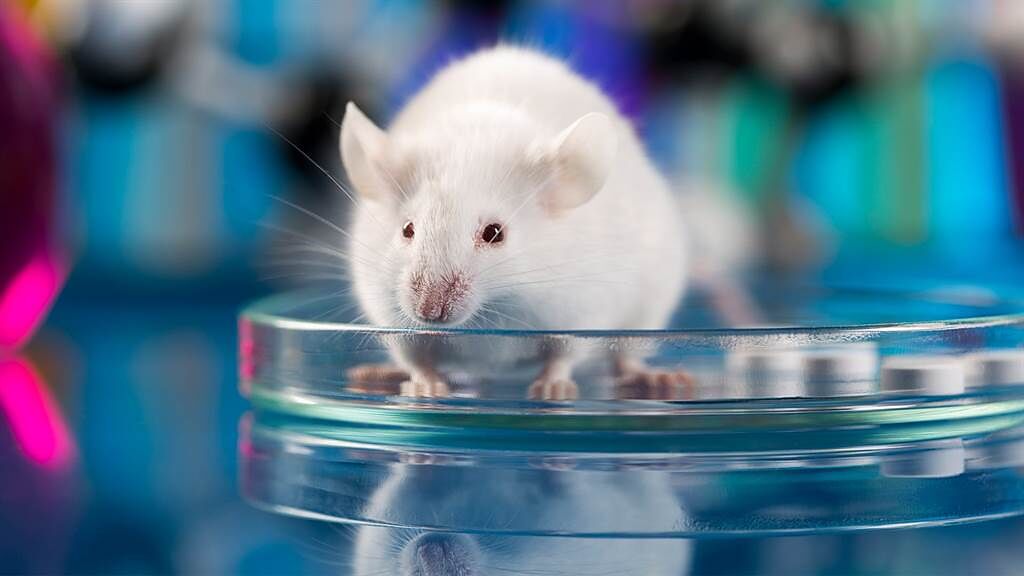 日本順天堂大學利用免疫療法清理小鼠身體的衰老細胞裡的有害蛋白質，成功改善了小鼠健康。(圖/Nature)