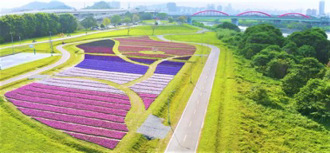2022 古亭河濱公園花海｜萬坪紫色漸層花毯 超夢幻的春天景點