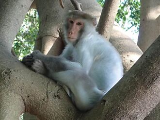 壽山獼猴慘變「白猴」 學者研究2年揭「全身無毛」驚人真相