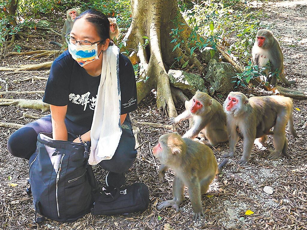 林美吟很反對民眾用「搶」來形容獼猴的覓食行為，事實上台灣獼猴已經被遊客訓練成一聽到有塑膠袋的聲音，就以為是食物來了的本能反應，幾隻「猴」視耽耽的獼猴看著她的隨身背包，準備拿走裡面的食物。（季志翔攝）