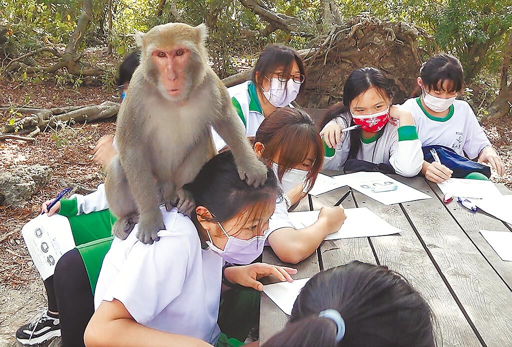 一隻正值青春期、好動的獼猴在女學生群中爬進爬出引起一陣小小的騷動。（季志翔攝）