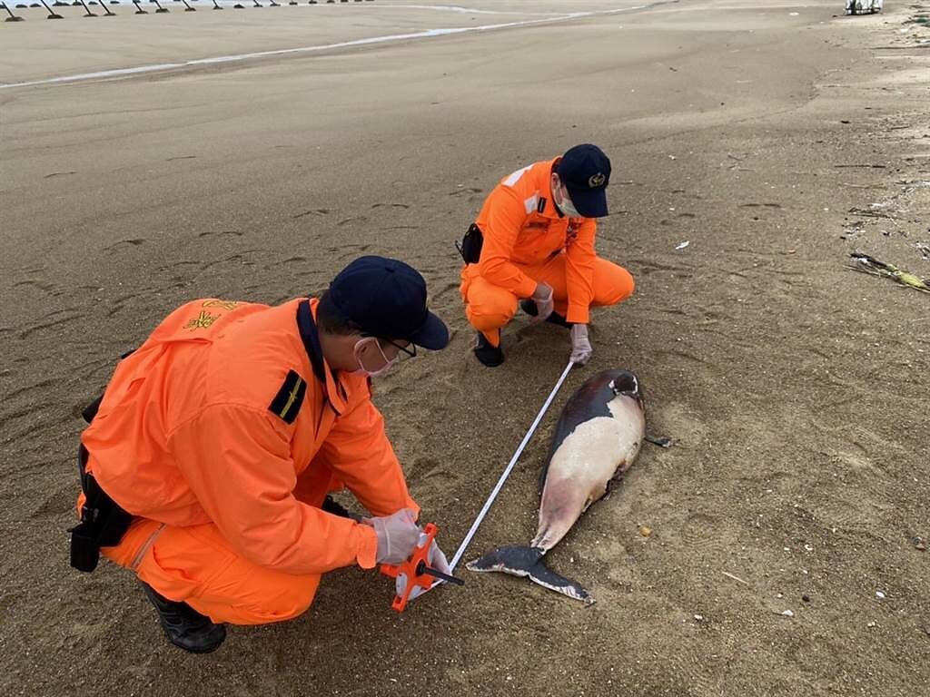 金門金沙鎮祕境級景點「船型堡」岸際昨發現1隻死亡鯨豚。（海巡署提供）