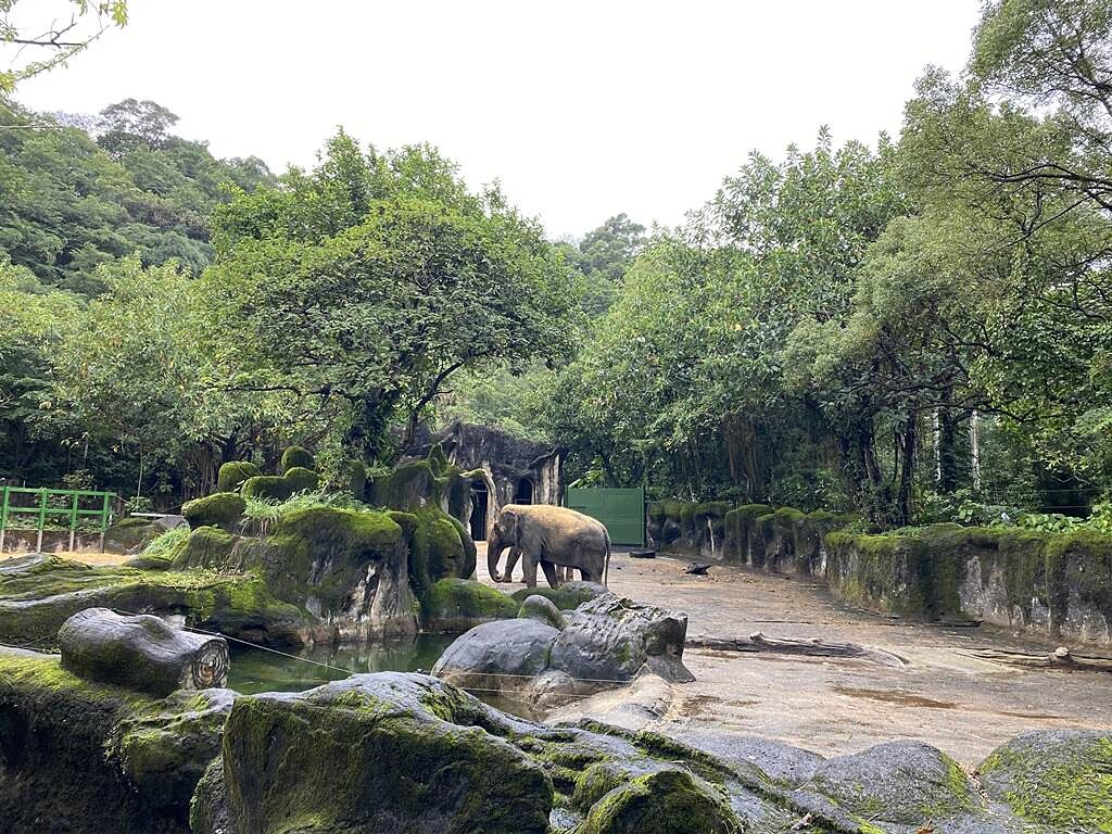 台北市立動物園今年受疫情及氣候影響，遊客數創下5年來新低。（台北市立動物園提供／陳彩玲台北傳真）