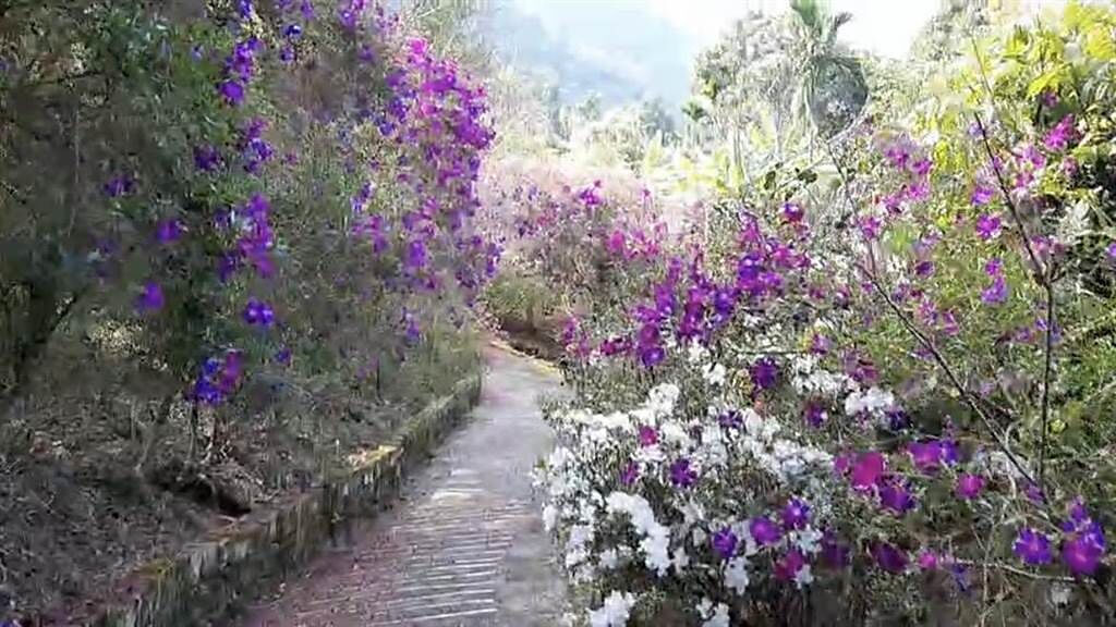 台南楠西梅峰古道兩旁的杜鵑、紫牡丹已經盛開，爭奇鬥艷的景象，令人目不暇給。（許鴻文提供／張毓翎台南傳真）