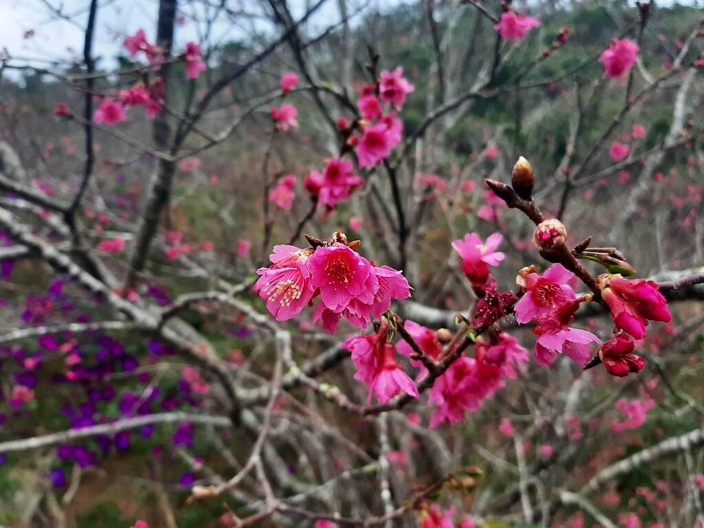 台南楠西梅峰古道的山櫻花陸續綻放，美不勝收。（許鴻文提供／張毓翎台南傳真）