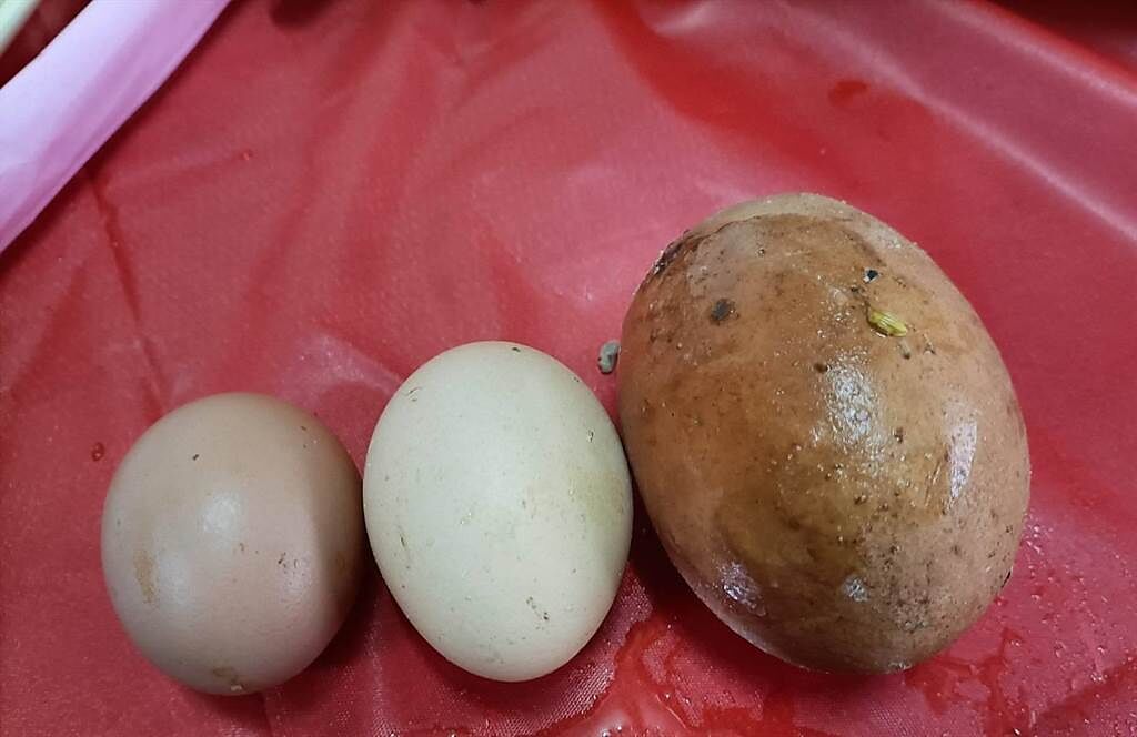 台中蛋雞在年初二產下巨蛋（右），與初生蛋（左）及一般蛋（中）相比，特別大顆。（陳淑娥攝）