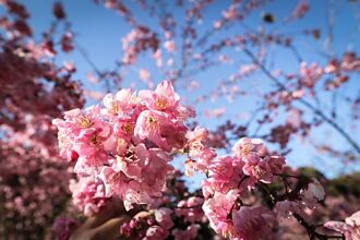 櫻花陸續盛開美不勝收  梨山邀遊客上山來走春