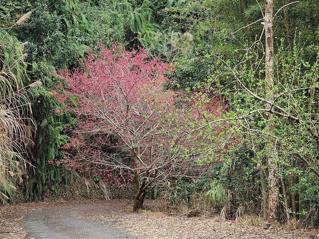 草嶺村石壁部落的櫻花部分還在含苞待放中。（周麗蘭攝）