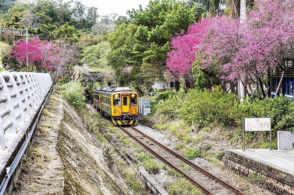 賞櫻民眾若不想塞車，搭台灣內灣支線做鐵道櫻花之旅是最好選擇。（羅浚濱攝）