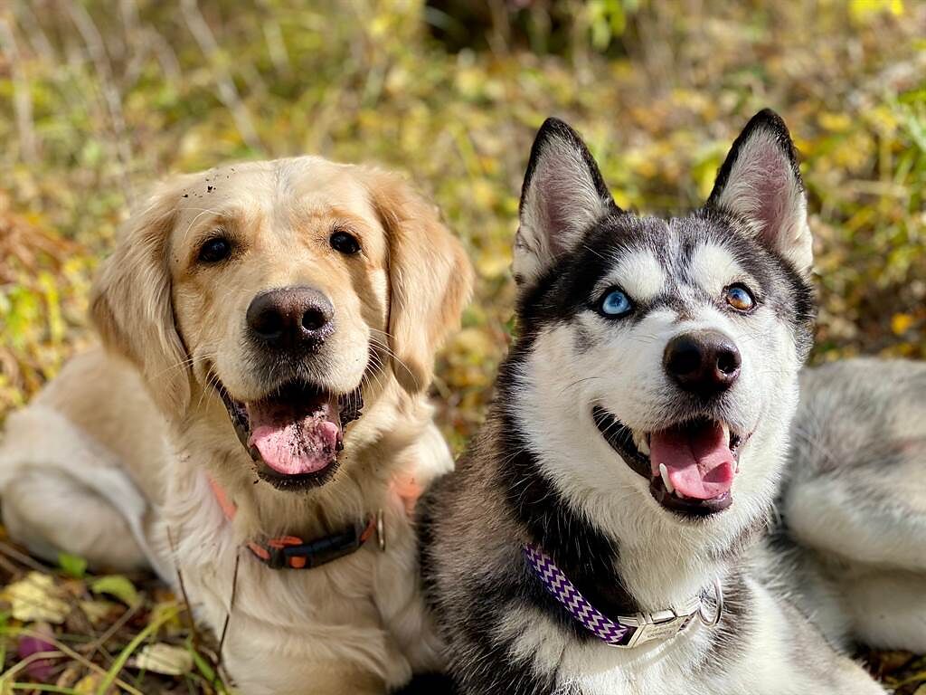 哈士奇和黃金獵犬幾乎同時生子，2群小狗常常會「換媽喝奶」，讓飼主哭笑不得。(示意圖/達志影像)
