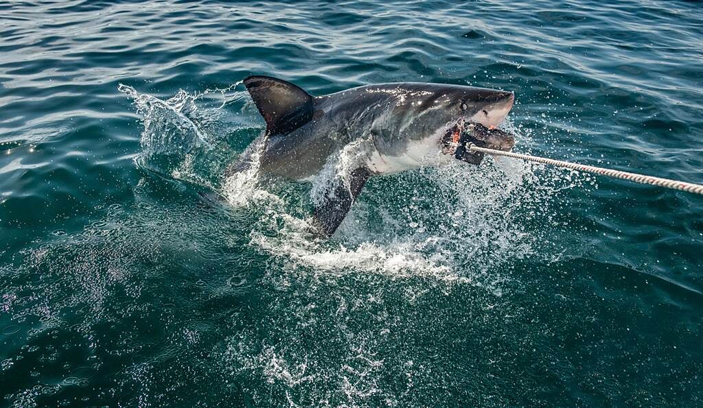 漁民釣到一條重達100公斤的巨鯊，過程曝光後，讓不少人直呼恐怖。(示意圖/達志影像)