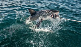 釣竿被猛拉 驚見100公斤鯊魚 超巨體型漁民嚇傻