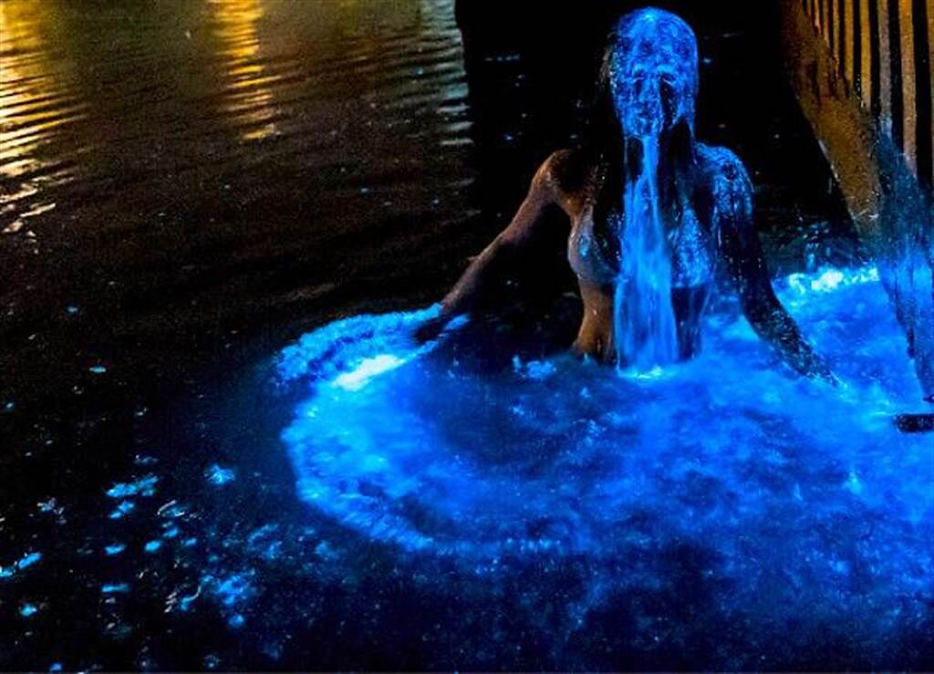 金門藍眼淚大爆發，1名比基尼女子在新湖漁港岸邊，以美人魚般的婀娜身影從冰冷大海出水，抖落一身藍點星光，搖曳出讓人屏息的空靈美照。（簡小姐提供）