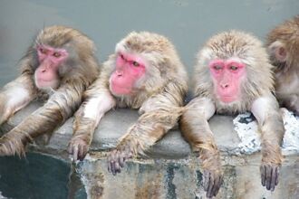 冬天就是要泡湯！北海道函館賞暖呼呼猴子泡湯秀